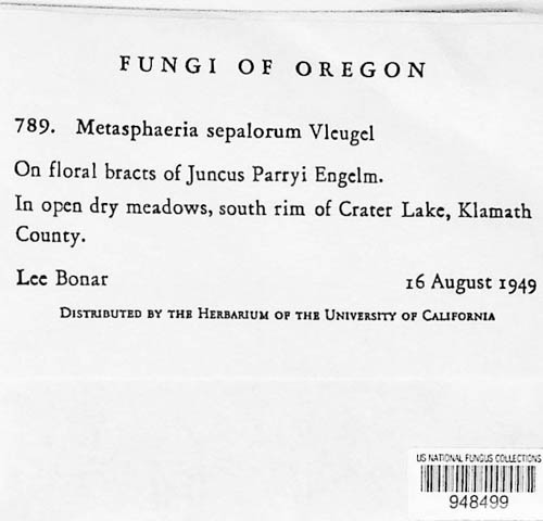 Leptosphaeria sepalorum image